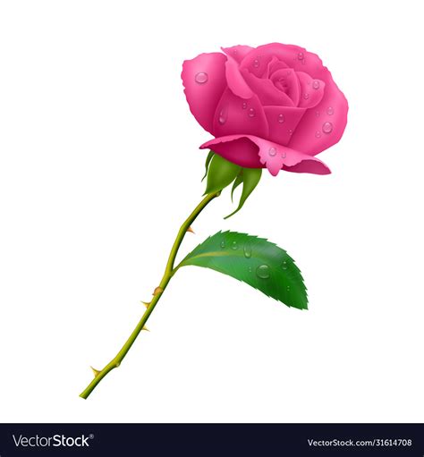 Beautiful Pink Rose On Long Stem With Leaf Vector Image