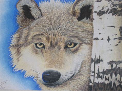 Wolf Colored Pencil By Seraphim6 On Deviantart