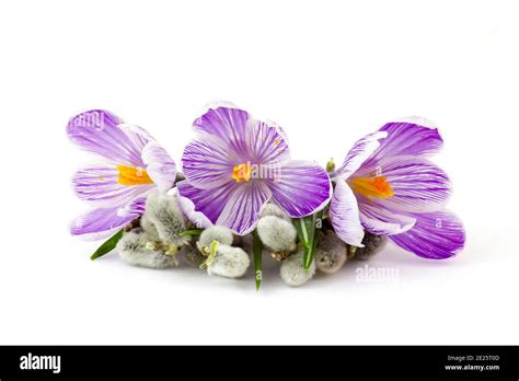 Crocus Flowers And Pussy Willow Twigs On White Background Stock Photo Alamy