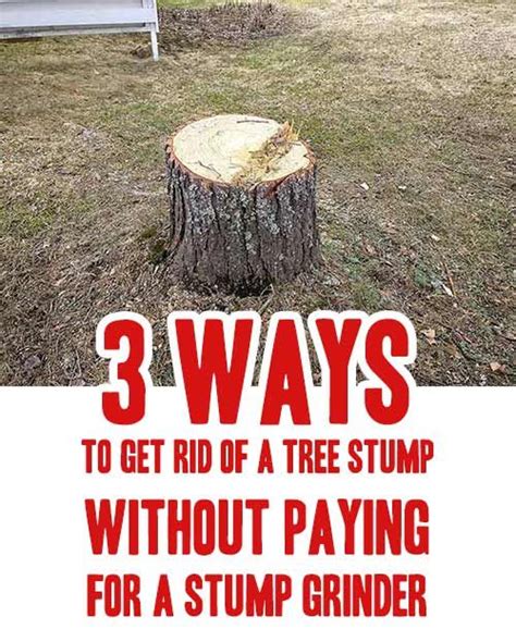 How Much Does Removing A Tree Stump Cost