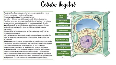 Esquema Célula Vegetal Pared Celular Membrana Plasmática Vacuola