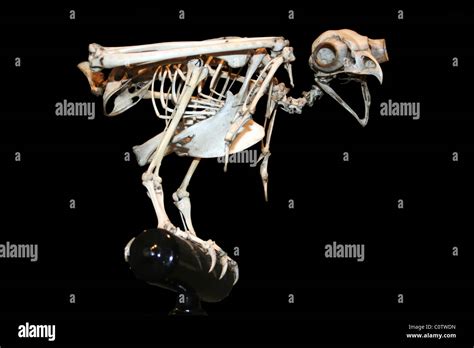 Owl Skeleton Stock Photo 34967569 Alamy