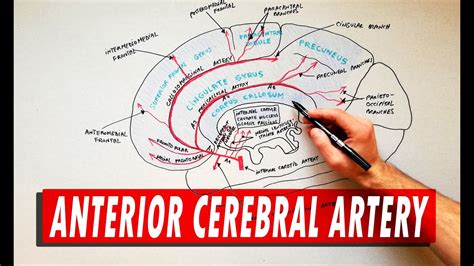 Anterior Cerebral Artery