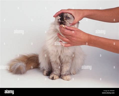 Feeding a cat a tablet hidden in food Stock Photo - Alamy