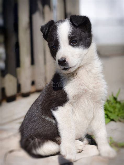 Sitting Cute Puppy Black And White Color Stock Image Image Of Mammal