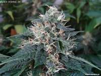 Black Domina Sensi Seeds Hanfsorten Galerie Page No