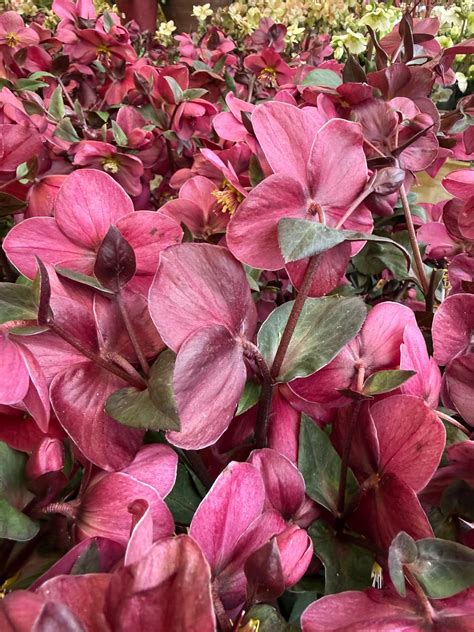 Visitors are loving the canterbury garden centre herne common herne bay 8