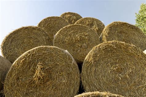Wheat Straw Collected In Stacks After Grain Harvest Stock Image Image