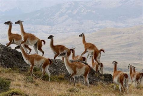 Festival Nacional Del Guanaco Arequipa Impulsa Plan Para Conservar