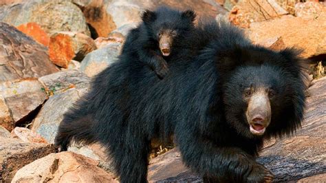 Meet the Sloth Bear - NWF | Ranger Rick