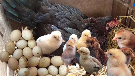 Murgi Hen Harvesting Eggs To Chicks Roosters And Hens Born At