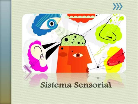Sistema Sensorial- Anatomia | PPT