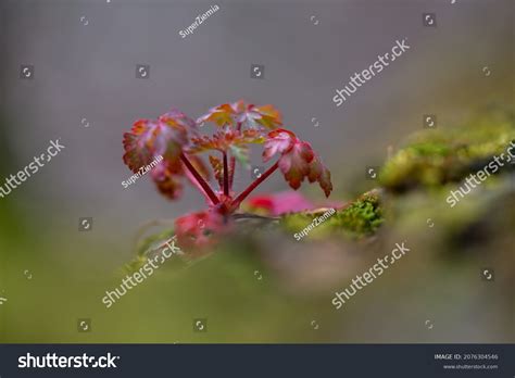 wiosna images stock  vectors shutterstock