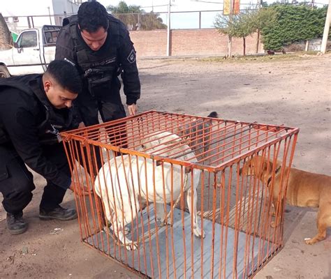 Atraparon El Perro Pitbull Que Mordi A La Nena De Un A O En Playa