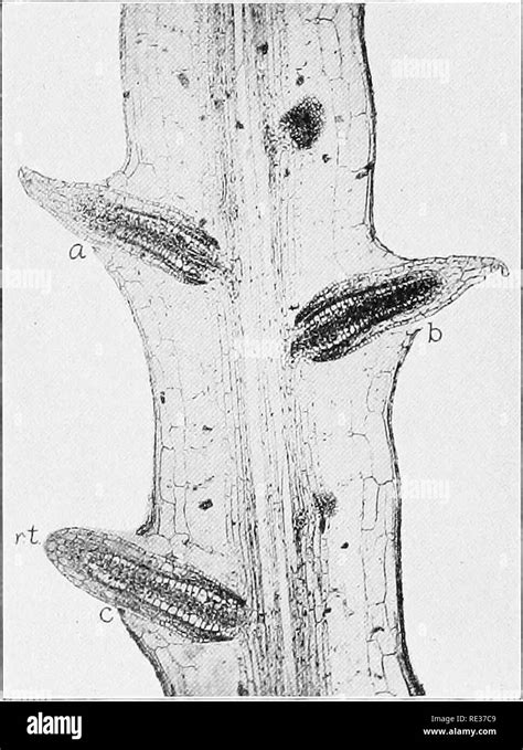 Root Hair Zone Black And White Stock Photos And Images Alamy