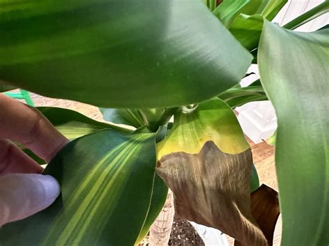Help My Corn Plant Leaves Are Turning Brown Planting 101