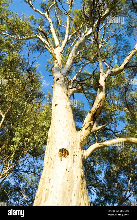 Australian Eucalyptus Trees