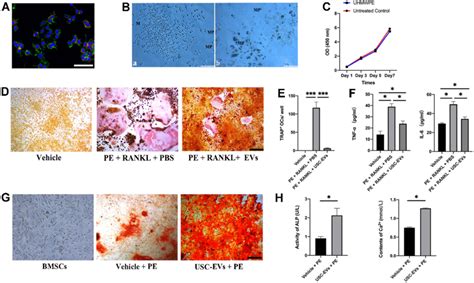 Usc Evs Inhibit The Osteoclast Differentiation Of Raw2647 Cells And