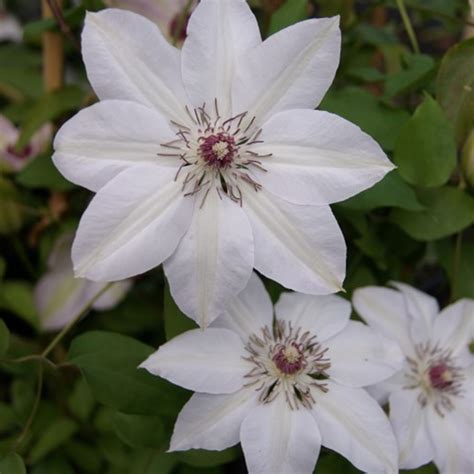 Clematis Miss Bateman