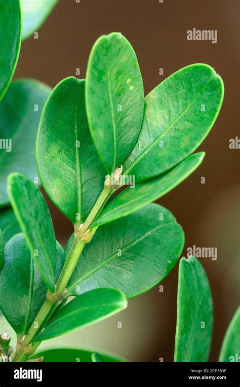 Common Box Buxus Sempervirens Buxaceae Stock Photo Alamy