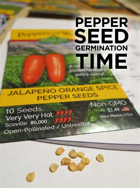 Pepper Seed Germination Time – Sandia Seed Company