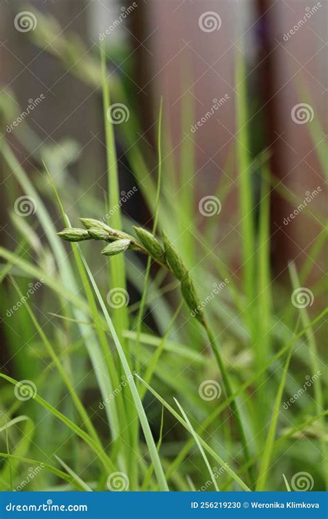 Carex Muskingumensis Stock Photo Image Of Garden Gardens 256219230