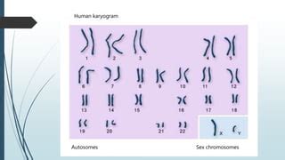 SEX DETERMINATION Pptx