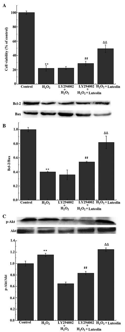 Luteolin‑induced Protection Of H2o2‑induced Apoptosis In Pc12 Cells And