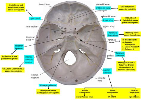 Interior Of Skull Foramens And Structures Passing Through Them