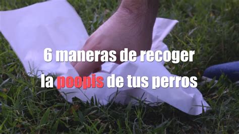 Como Recoger Las Heces De Tu Perro Alternativa A Bolsas Para Popo