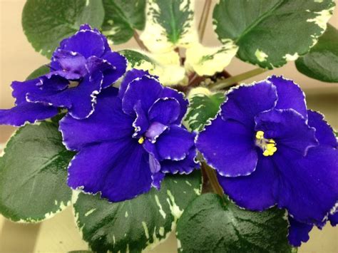 Midnight Romance | African violets, Flowers, Plants