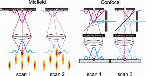 scan   midfield  confocal microscope  straight lines