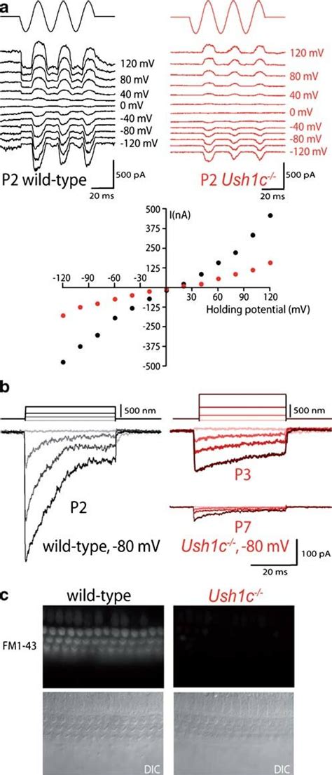 Mechanoelectrical Transduction Current Recordings In Ush C Ohcs A