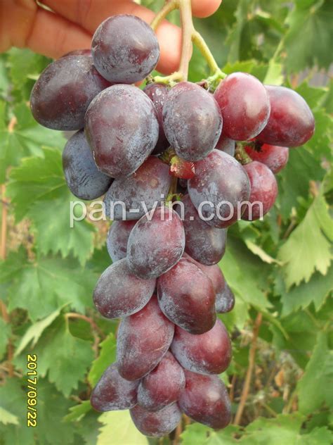 Чёрный коготь — pan-vin.com