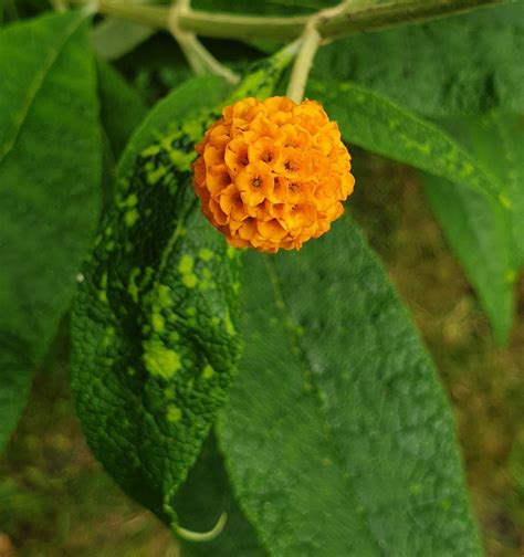 Orange Ball Tree : r/BotanicalPorn