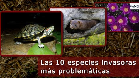 Las Especies Invasoras Proliferan Sin Freno