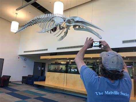 Minke Whale Skeleton Now On Display At Avc Cbc News