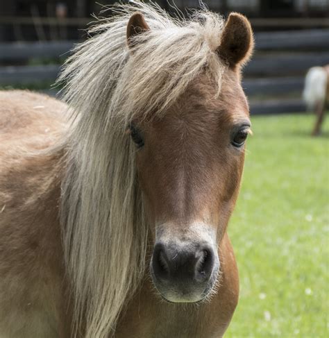 images farm pasture stallion mane fauna pony vertebrate