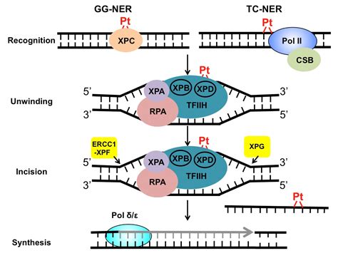 IJMS Free Full Text Role Of Nucleotide Excision Repair In Cisplatin