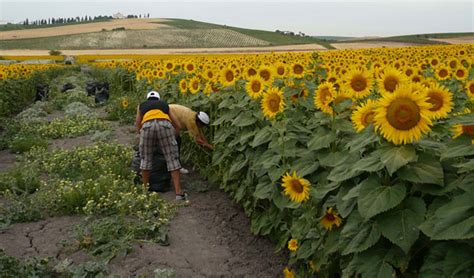 Siembra de girasol en Portuguesa crecerá a 10 000 hectáreas