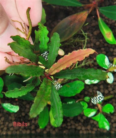 Bucephalandra Zeus, Narcissus and Bibils, Furniture & Home Living ...