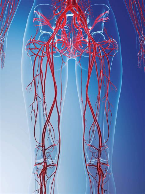 diagnostic-procedure | Pacific Vascular Institute