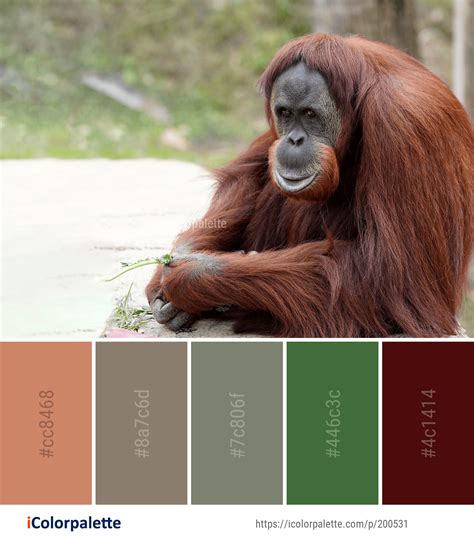 24 Common Chimpanzee Color Palette ideas in 2021 | iColorpalette | Orangutan, Great ape, Color ...