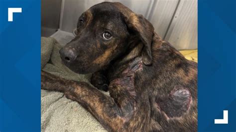 Super Bowl Sex Trafficking Sting Arrested In Metro Atlanta Alive