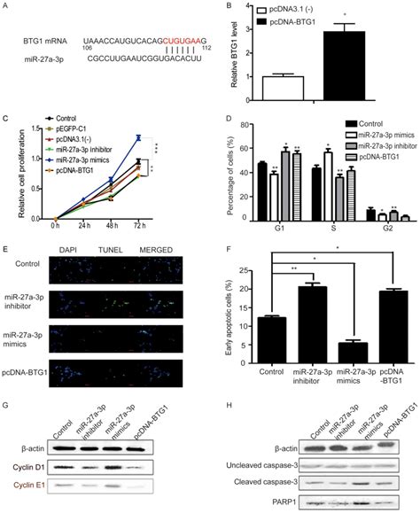 Mir A P Regulates Proliferation And Apoptosis Of Colon Cancer Cells