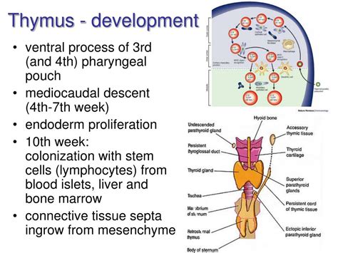 spleen  thymus powerpoint    id