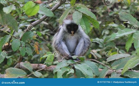 Fluffy monkey. stock photo. Image of friendly, adorable - 97737794