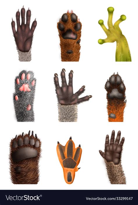 Realistic Animal Paw Set Royalty Free Vector Image