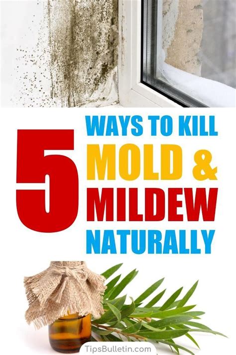 5 Smart Ideas To Kill Mold And Mildew Naturally Artofit