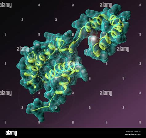 Interleukin High Resolution Stock Photography And Images Alamy